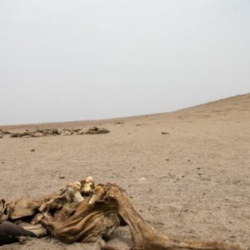 Digniin ku Saabsan musiibooyinka abaaraha   wadamada Geeska Afrika