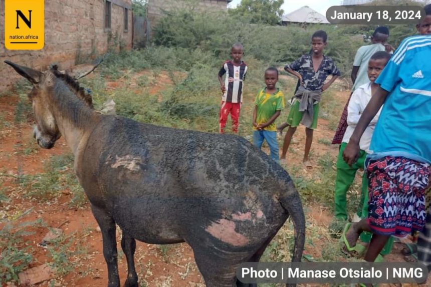 Kenya oo xadka Beledxaawo & Mandheera soo dhigtay ciidamo dheeraad ah.