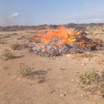 Galmudug oo tiri ‘’ Lama jari karo , dhirta si dhuxul loogu dhigto ‘’.