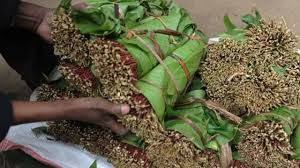 Kenya oo shaaca ka qaadday xaddiga qaadka ee maalin walba Soomaaliya loo dhoofiyo