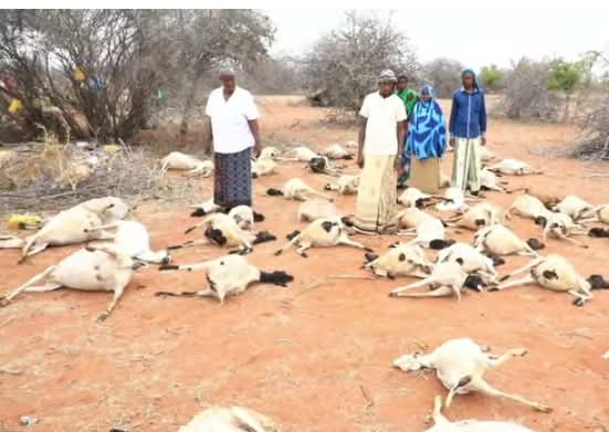 ‎85 Neef oo Ari ah oo ku Dhintay Biriq ku Dhufatay Magaalada Wajir